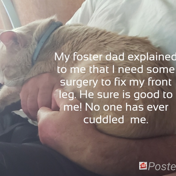 🐱 NEW LISTINGS SALE URGENT SURGICAL NEEDS🐱 - Picture 4 of 5